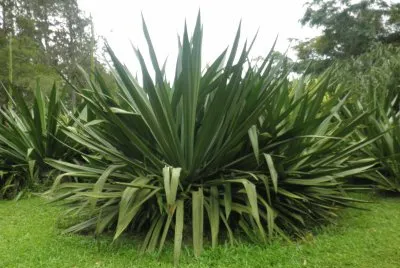 verdes