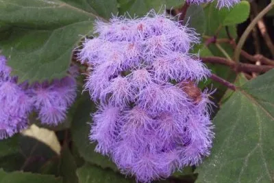 פאזל של Fluffy La Conception-Spain