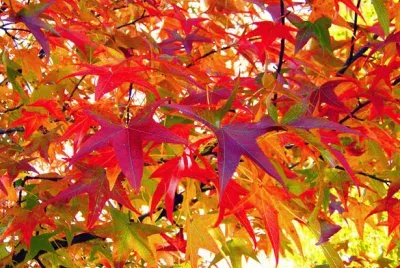 Autumn Leaves