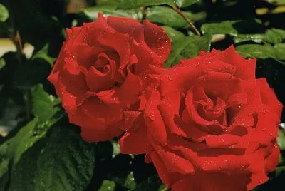 Roses jigsaw puzzle