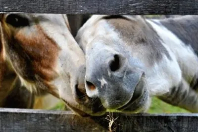 Horses Noses