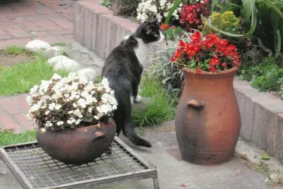 Azulita explorando
