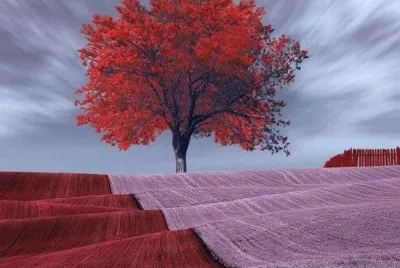 SOLO ROJO