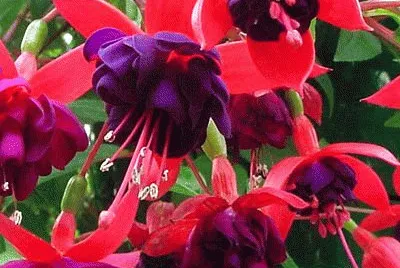 Dark Eyes Trailing Fuchsia