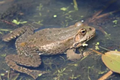 Frog