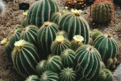 CACTUS jigsaw puzzle