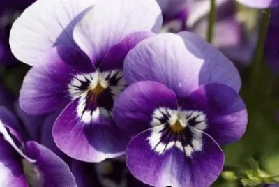 flores