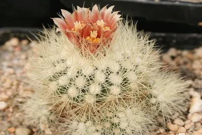 Acharagma - MÃ©xico jigsaw puzzle