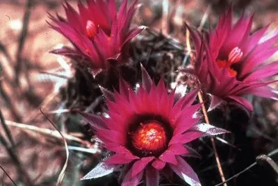 Escobaria - Norte y CentroamÃ©rica jigsaw puzzle