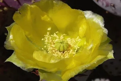 Opuntia Santa Rita- Norte y CentroamÃ©rica jigsaw puzzle