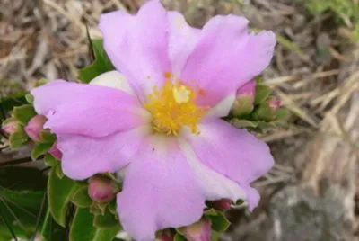 Pereskia Grandifolia - Centro y SudamÃ©rica jigsaw puzzle
