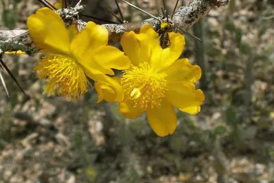 Pereskia Guamacho - Centro y SudamÃ©rica jigsaw puzzle