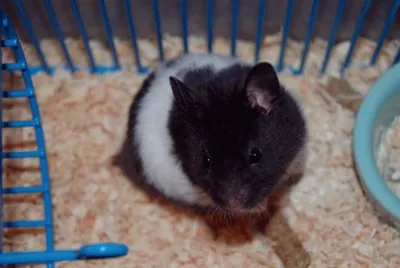 Hamster Panda