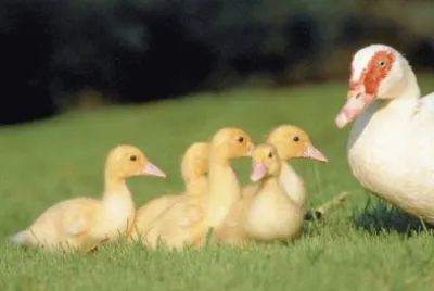 Patinhos