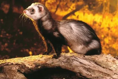 FurÃ£o