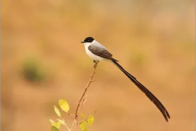 PÃ¡ssaro Tesourinha