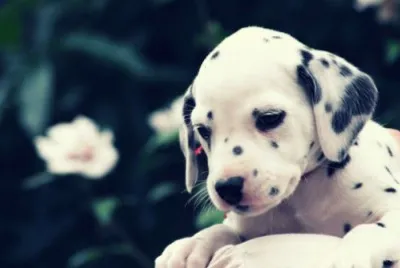 Dalmata jigsaw puzzle