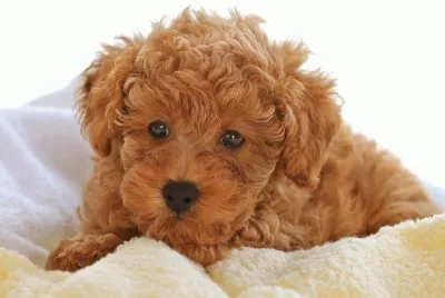Poodle Toy jigsaw puzzle
