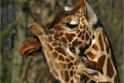 Girafas jigsaw puzzle