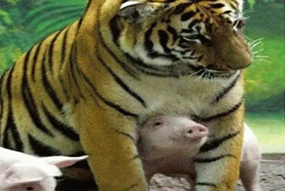 Pig and tiger