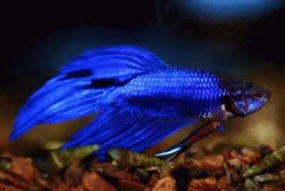 Peixe Beta