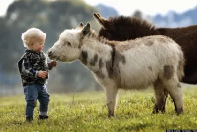 mini donkeys with child