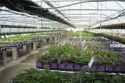Greenhouse Perenials in Purple Planters