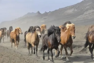 Herd of Horses jigsaw puzzle