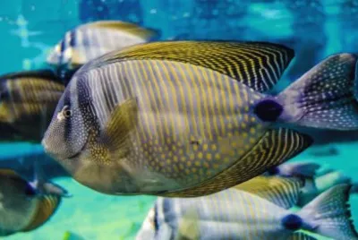 Fish