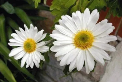 flores