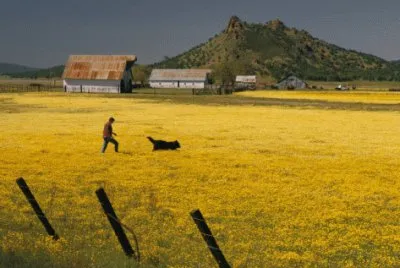 a man, his dog, and flowers