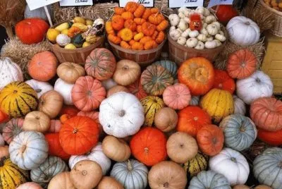local pumpkins
