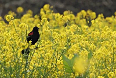 bird in field of flowers