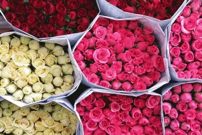 Flores