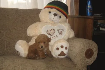cachorro poodle