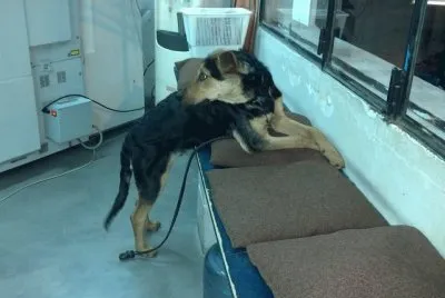 adoptalo
