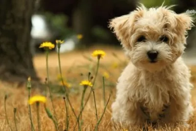 puppy