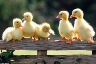 Patinhos