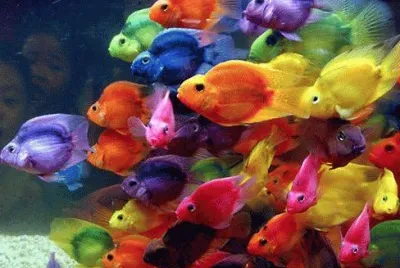 Peixes