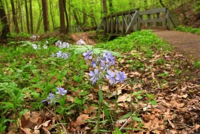 forest with wildflowers