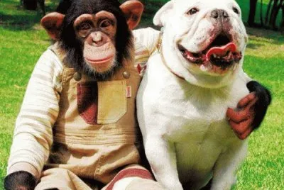 Macaco e cachorro