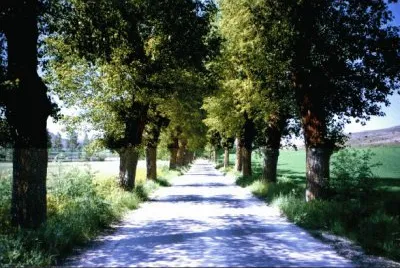 פאזל של Caminho