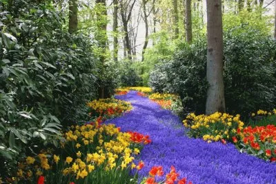 Flores