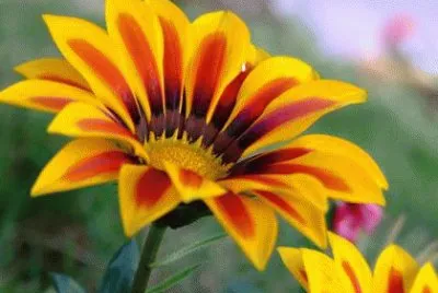 Flor