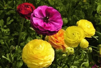 Flores