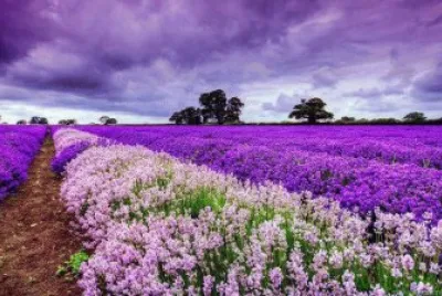 Flores