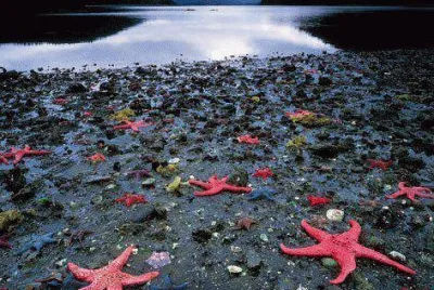 Estrelas do mar
