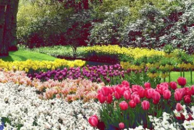 Tulipas