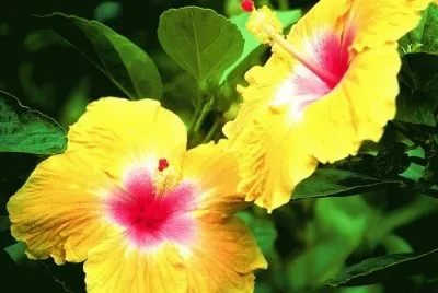 flor