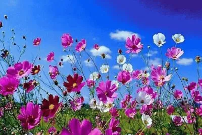 Flores de primavera